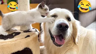 Funniest Cats And Dogs Videos 😁 - Best Funny Animal Videos 2024 🥰#10