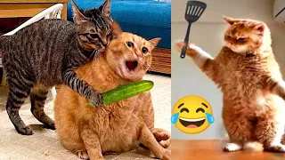 New Funny Animals 2024😜🙀 #Funniest Cutest Cats and Dogs😃Part 117