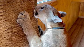Cougar Messi almost got hurt on a construction site! Curiosity is a kitty's middle name