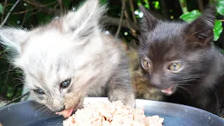 When I fed the hungry cute kittens, I ate them with great momentum.