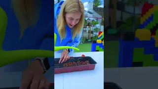 🔴 Plantăm ARDEI într-un minut 🤩 HOW to GROW HOT PEPPER in ONE MINUTE 😎 #shorts by #melimi