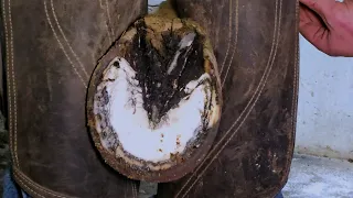 These Hooves Smelled So Bad!!! Satisfying Hoof Restoration - Putting Shoes and Pads on Horse Hooves