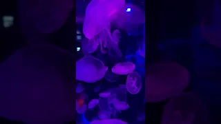 Jellyfish. Museum in Kiev.// Медузы. Музей в Киеве.