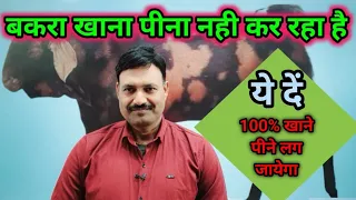 Bakra Khana na khaye to Kya Karen /बकरे की भूख बढ़ाने का तरीका/ बकरे की भूख कैसे बढ़ाएं