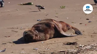 Al menos 85 lobos marinos fallecidos por Gripe Aviar en las playas de Necochea y Quequén