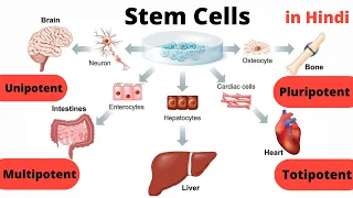 Stem Cells || Types || Unipotent || Multipotent || Pluripotent || Totipotent || in Hindi