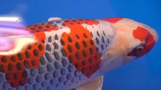THESE ARE THE 11 BEST KOI IN THE WORLD | All Japan Koi Show 2020 (Major Winners)