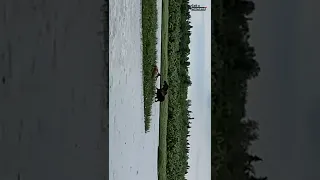 Grizzly Bear Hunts Down Baby Moose