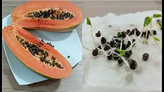 como germinar una papaya en casa FACIL TRUCO sembrar papayas en casa