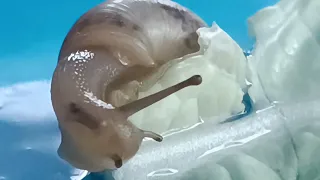 наша улитка 🐌 кушает