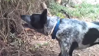 Dog vs Electric fence