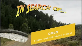 In Search Of: Gold (Sunny Corner State Forest, NSW, Australia)