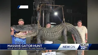 Massive 13-foot alligator caught in South Carolina lake