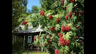 Ой занялась рябина зорькой  алой . Поёт   Валентина Дробышева