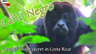 The BEST Tour in Costa Rica! Cano Negro Wildlife Refuge River Boat Tour