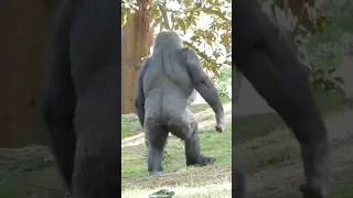 This Gorilla from Atlanta Zoo would rather WALK!!!! OMG!