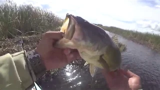 Fishing with the new Weedless Pulse Tail Shiner from Savage Gear on MY Live2Fish SUP
