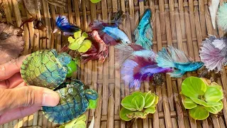 Incredible Unknown Facts About We Found a lot of Betta Fish from amazing unbelievable place