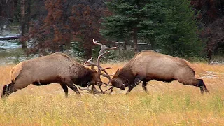 Largest Bull Meets His Match during the Elk Rut