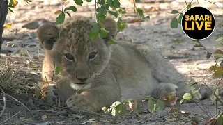 safariLIVE - Sunset Safari - July 09, 2019