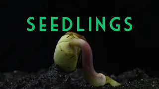 Seedlings Compilation