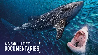 The Life Of A Whale Shark? (Deep Sea Documentary) | Absolute Documentaries