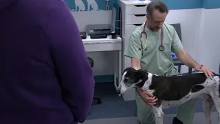 Coronation Street - Evelyn and Tyrone Takes Cerberus To The Vet (22nd March 2023)