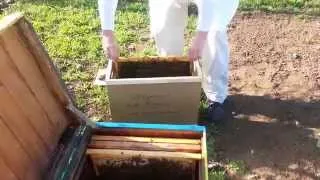 Пересадка пчелопакета