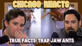 True Facts Trap Jaw Ants by zefrank1 | First Time Reactions