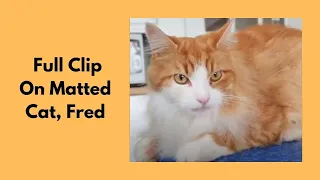 Full Clip On Matted Cat