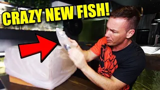 UNBOXING AQUARIUM FISH - What really happened