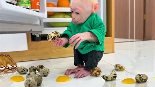 Baby monkey Jic Jic plays with eggs in the refrigerator and cooks eggs with his father
