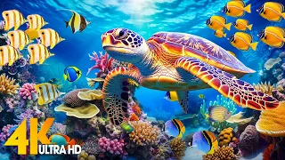 Under Red Sea 4K - Beautiful Coral Reef Fish in Aquarium, Sea Animals for Relaxation - 4K Video #3