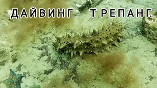 Богатства японского моря. Дайвинг Владивосток. Дайвинг Приморья. Подводный мир дайвинг.