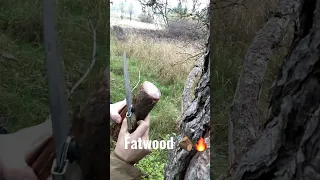 #foryou #adventure #foryoupage #bushcraft #fire #fatwood #harvest #harvesting #nature #chill