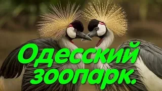 Одесский зоопарк. Верблюд. Животные. Медведь. Павлин. Лучшие зоопарки Украины.