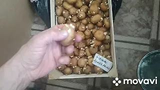 MovaviClips Video 9 Как быстро прорастить картофель