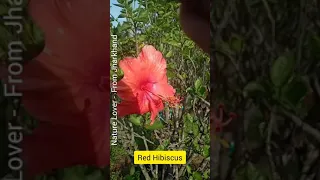 Shorts🌿Red Hibiscus🌺Red Gudhal🌺Flower Planting/Flower Grafting🌈Nature Lover - From Jharkhand