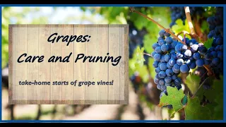 Growing Grapes in Western Washington