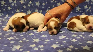 Coton de Tulear Puppies For Sale - Lyric 3/3/24