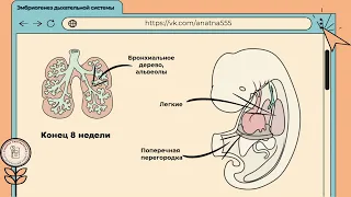 эмбриогенез дыхательной системы