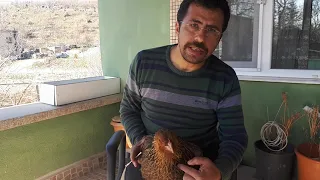 Soluk Borusu Tıkanan Tavuğa nasıl müdehale edilir#chicken trachea obstruction