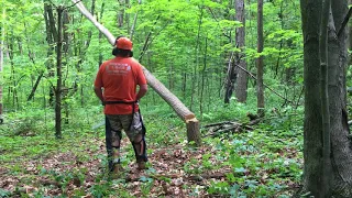 Watch me fell 2 black locust trees using Stihl MS460 & MS291