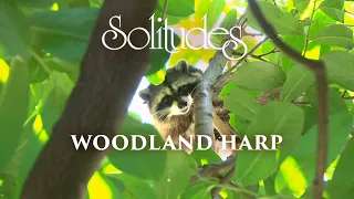 Dan Gibson’s Solitudes - Precious Beauty | Woodland Harp