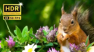 Cutest Red Squirrels and Their Bird Friend😽 TV for Cats and Dogs🐕 10 hrs 4K Real HDR