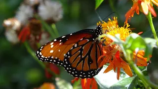 Butterfly Pavilion | Natural History Museum of Los Angeles, CA