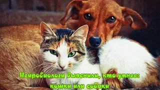 Нейробиологи выяснили, кто умнее  кошки или собаки Who is smarter: cats or dogs