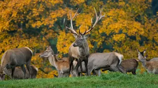 Deer 🦌 On Meadow