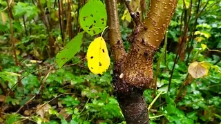 Черешня прищеплена на вишню - що буде на 2-ий рік