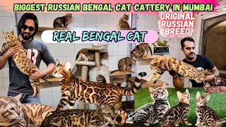 Biggest Exotic Bengal Cat Cattery in Mumbai | Delivery Anywhere in World | Amazing Pets Bengal Cats